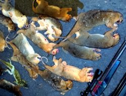 18 Kus-Kus Mata Biru Diburu di Tolire Besar, Komunitas Pulo Tareba Bongkar Lemahnya Perlindungan Satwa Endemik Ternate