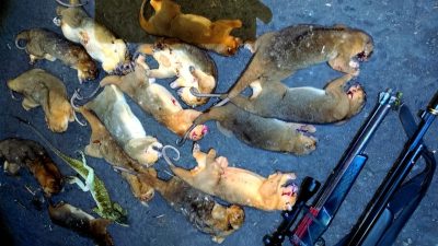 18 Kus-Kus Mata Biru Diburu di Tolire Besar, Komunitas Pulo Tareba Bongkar Lemahnya Perlindungan Satwa Endemik Ternate